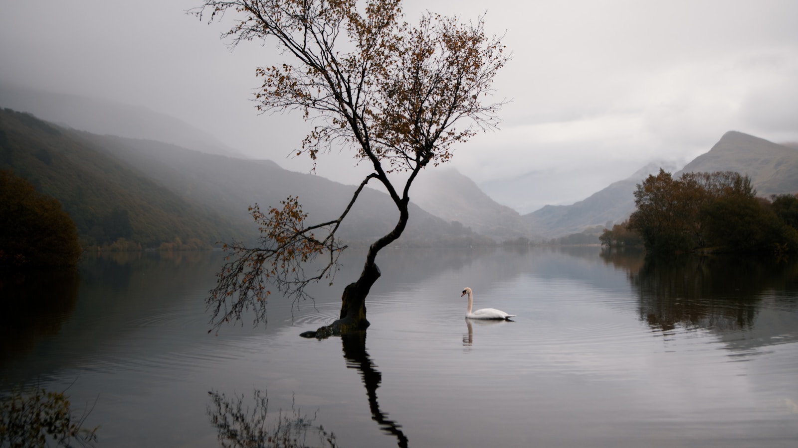 Singapore Explorer — Tulip garden